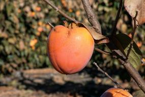 fresh sweet fruit