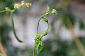 loop of the plant