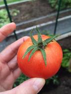 tomato in hand