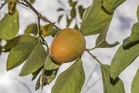 fruit yellow tree