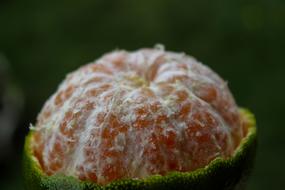 tropical mandarin