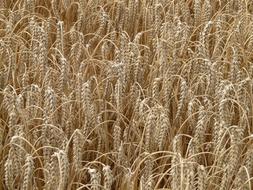 ears of grain in the field