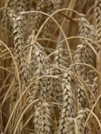 wheat field yellow