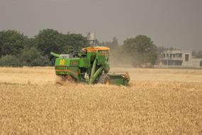 harvesting in field