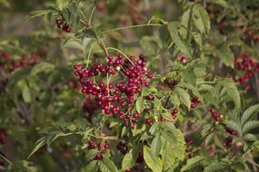 sweet garden berries