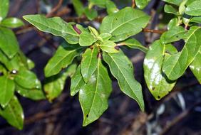 Coprosma robusta