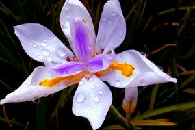 drops of water on flower