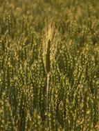 Nourishing Barley Ear
