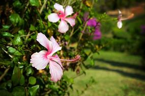 Chiang Rai Thailand Nature