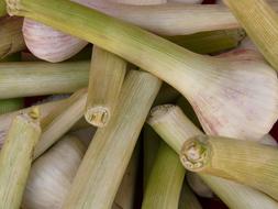 fragrant garlic