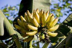 banana cluster