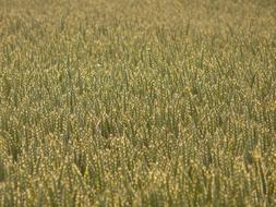 grass wheat field