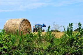 big bale of wheat