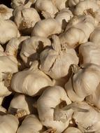 Garlic Sharp Aromatic