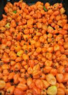 sweet pepper harvest