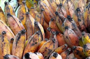 ripe banana crop