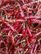 hot chili pepper
