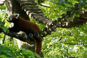 red panda on tree