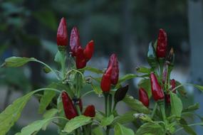 Red Pepper Cayenne Mini