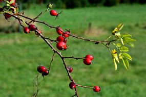 red berries trees