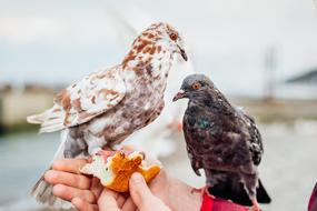 Bird feeding, two spotted pigeons on human hands