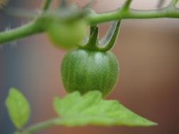 macro vegetable shot