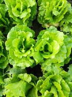 Vegetable Organic In Rural