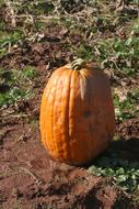 Lonely stretched orange pumpkin