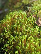 plant sprouts