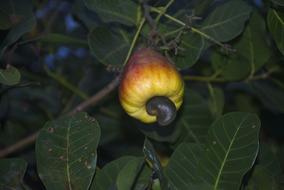 bright tropical fruit