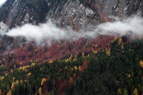 misty mountain garden