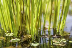 green grass in the water