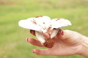 Fungi Mushroom Mexican Cuisine in hand