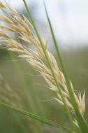 one ear of wheat