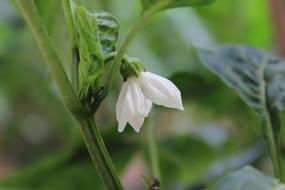beautiful white bud
