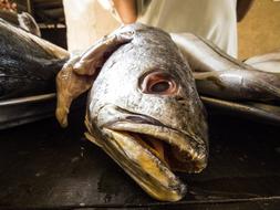 fresh fish head
