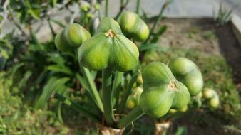fruit fruits in garden