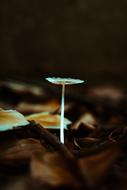 lone mushroom
