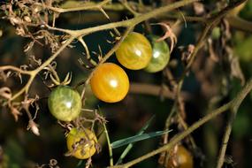 fresh yellow tomatoes