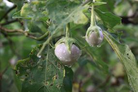 Wet fruit in garden