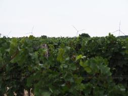 grape leaves garden