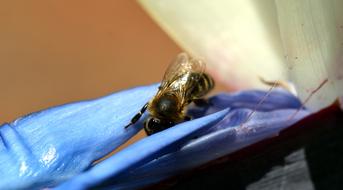 beautiful bumblebee on flower