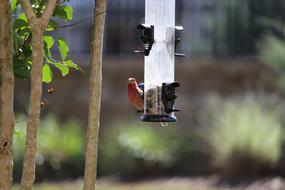 Bird Chewing Food