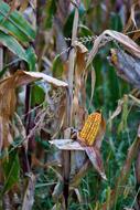 corn in field