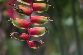 red fruits