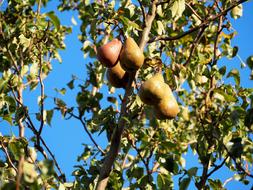 pears on top of tree