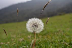 fluffy flower in garden