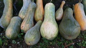 green Pumpkins squash