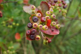 berries on tree