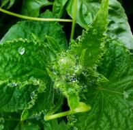 green useful leaves